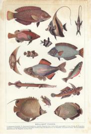 Brilliant Fishes Brilliant Fishes